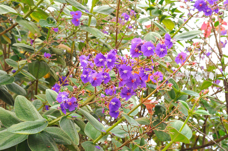 urvilleana的Rwandan Tibouchina